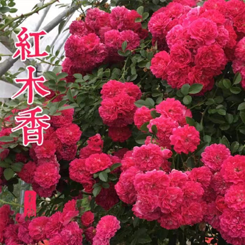 木香花苗爬藤植物庭院蔷薇开花特大花四季浓香红色甜蜜红木香