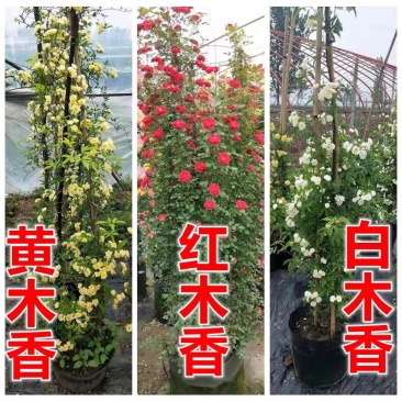 木香花苗爬藤植物庭院蔷薇开花特大花四季浓香红色甜蜜红木香