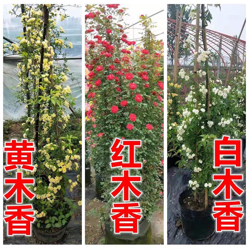 木香花苗爬藤植物庭院蔷薇开花特大花四季浓香红色甜蜜红木香
