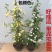 木香花苗爬藤植物庭院蔷薇开花特大花四季浓香红色甜蜜红木香