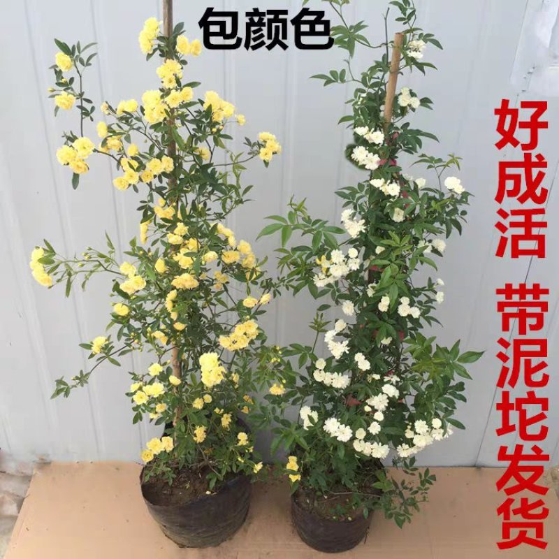 木香花苗爬藤植物庭院蔷薇开花特大花四季浓香红色甜蜜红木香