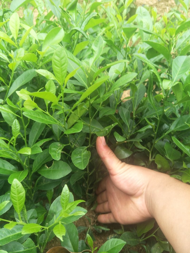 柠檬苗红橘苗酸橘苗枳壳苗实生苗芽苗红橘芽苗
