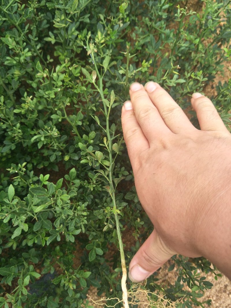 柠檬苗红橘苗酸橘苗枳壳苗实生苗芽苗红橘芽苗