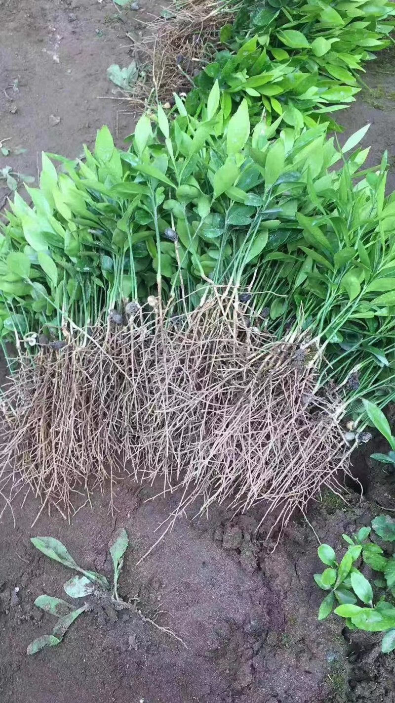 柠檬苗红橘苗酸橘苗枳壳苗实生苗芽苗红橘芽苗