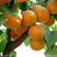 万亩-露天水果太阳杏、凯特杏、黄杏………………………