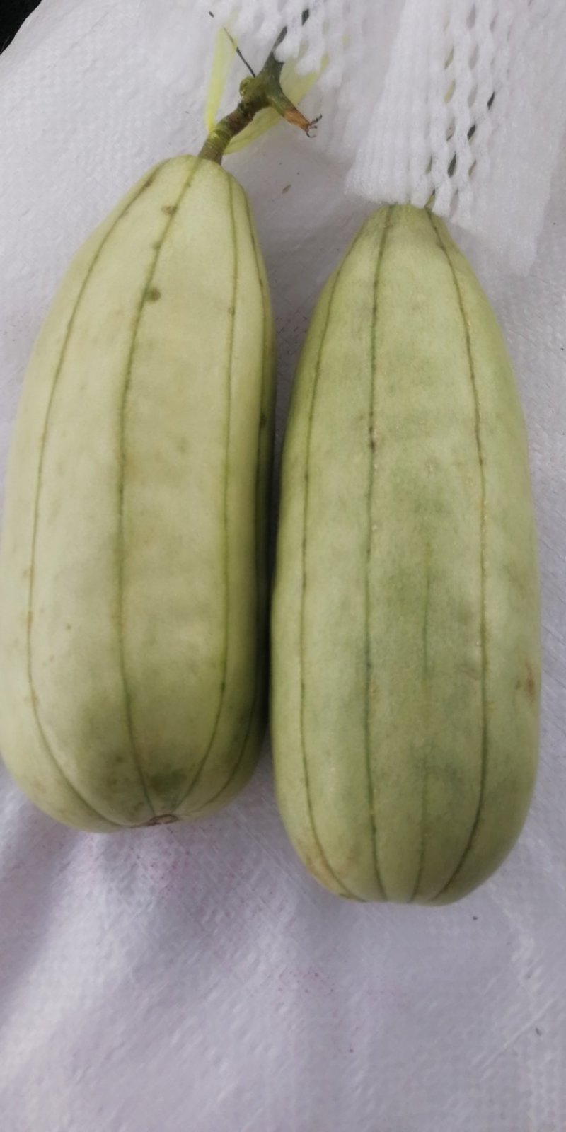 高石脆瓜