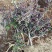 红色金银花苗
