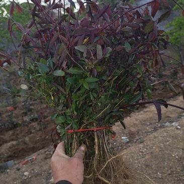 红色金银花苗