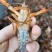 潜江小龙虾活虾新鲜活虾