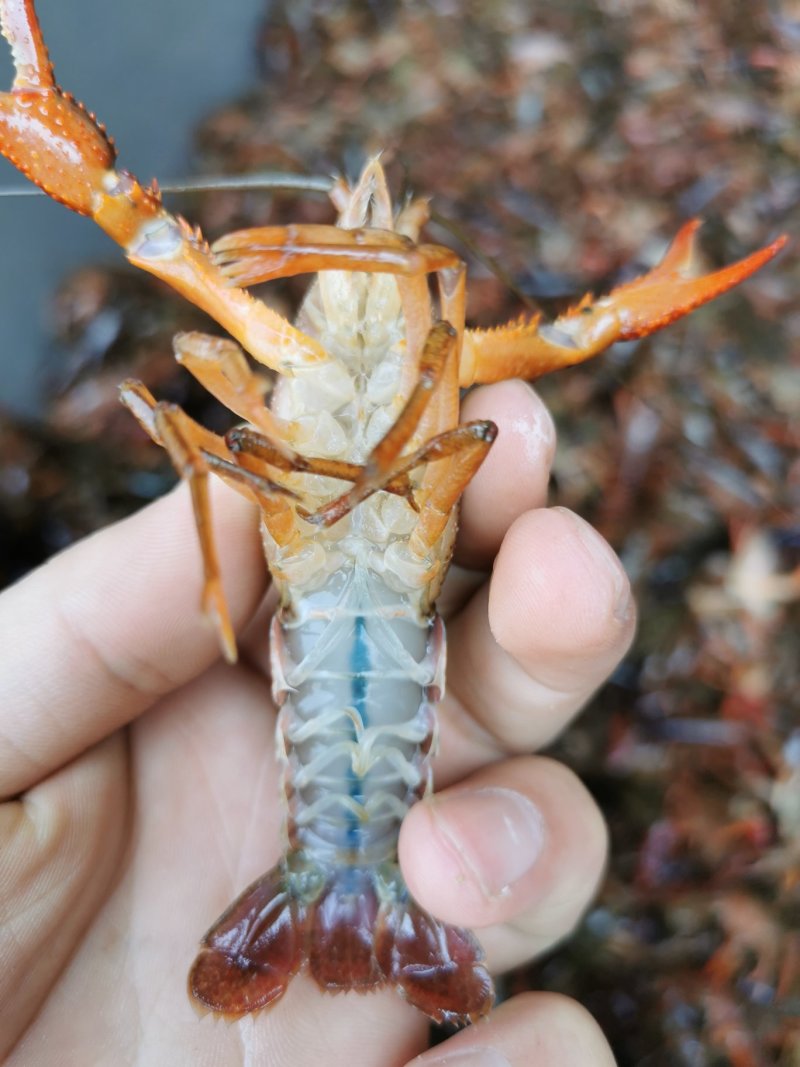 潜江小龙虾活虾新鲜活虾