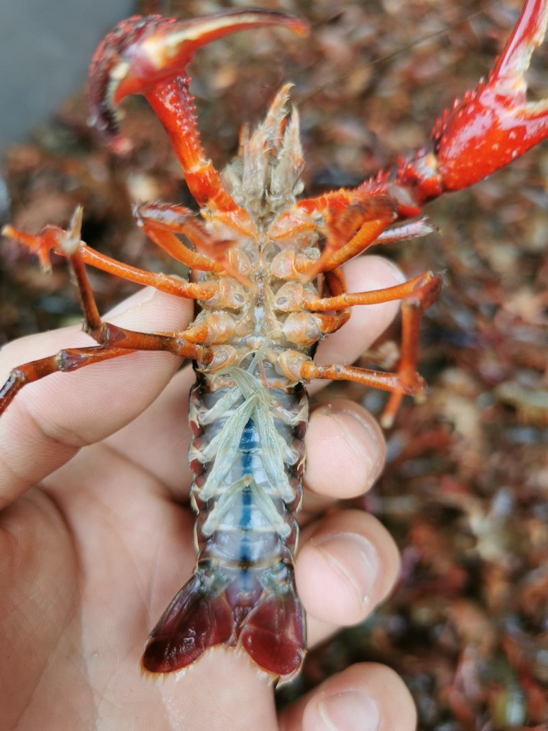 潜江小龙虾活虾新鲜活虾