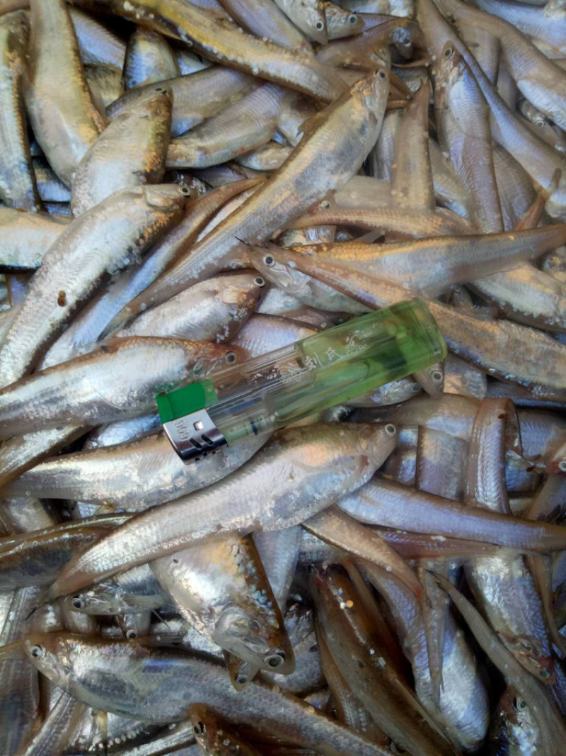 大量出售毛刀