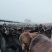 散养驴肉，肉质鲜嫩，大量批发，产地直供，欢迎进店联系