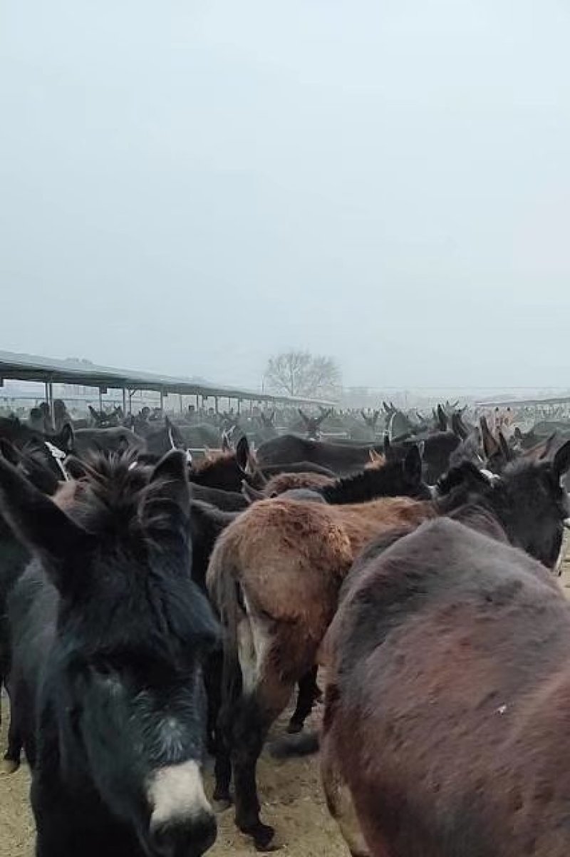 散养驴肉，肉质鲜嫩，大量批发，产地直供，欢迎进店联系