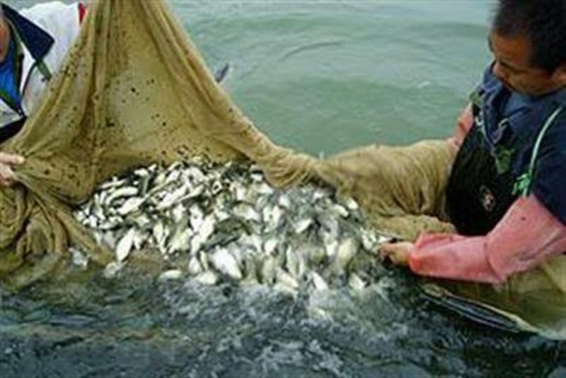 专业垂钓塘供应各种优质成品鱼，皮毛好，包送包下塘