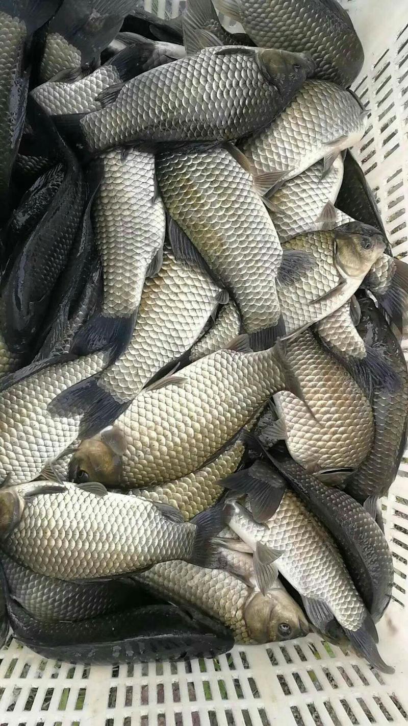 专业垂钓塘供应各种优质成品鱼，皮毛好，包送包下塘