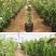 蔷薇爬藤大月季花苗特大花欧月藤本花卉盆栽室外庭院植物四季
