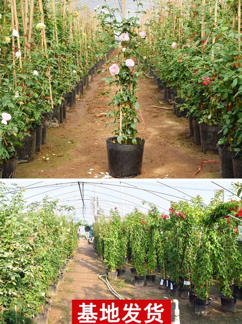 蔷薇爬藤大月季花苗特大花欧月藤本花卉盆栽室外庭院植物四季
