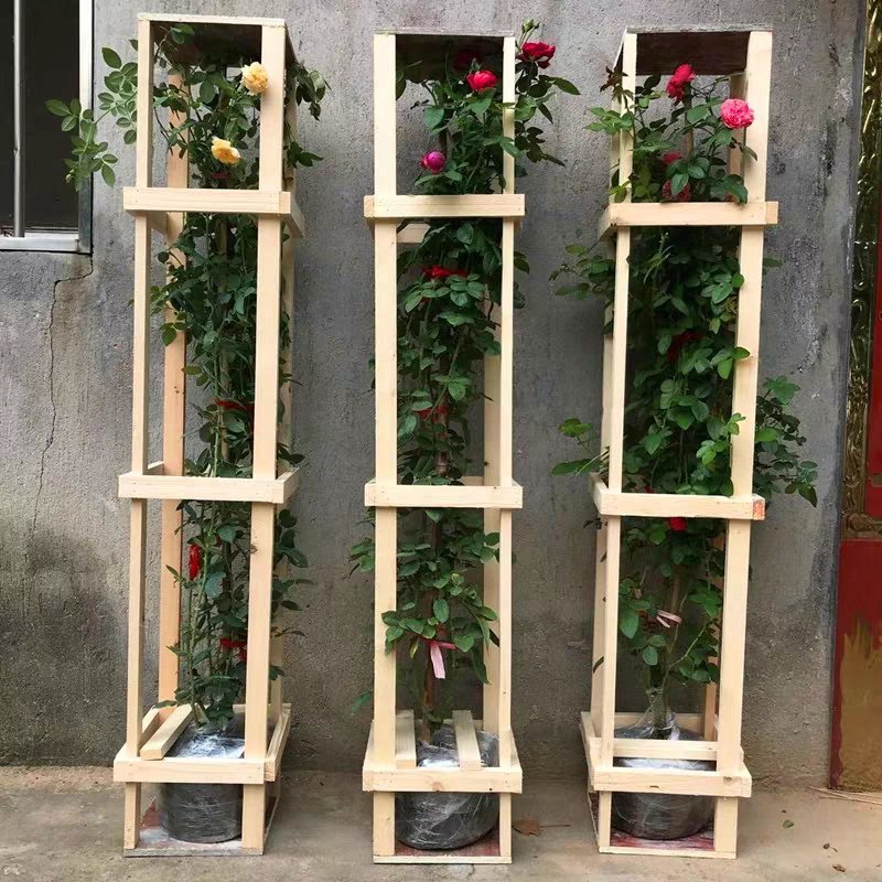 蔷薇爬藤大月季花苗特大花欧月藤本花卉盆栽室外庭院植物四季