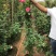 蔷薇爬藤大月季花苗特大花欧月藤本花卉盆栽室外庭院植物四季