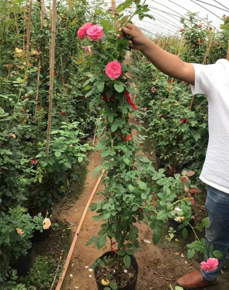 蔷薇爬藤大月季花苗特大花欧月藤本花卉盆栽室外庭院植物四季