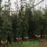 蔷薇爬藤大月季花苗特大花欧月藤本花卉盆栽室外庭院植物四季