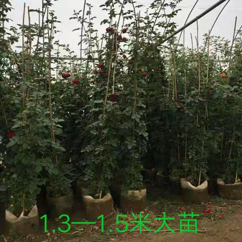 蔷薇爬藤大月季花苗特大花欧月藤本花卉盆栽室外庭院植物四季