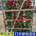 蔷薇爬藤大月季花苗特大花欧月藤本花卉盆栽室外庭院植物四季
