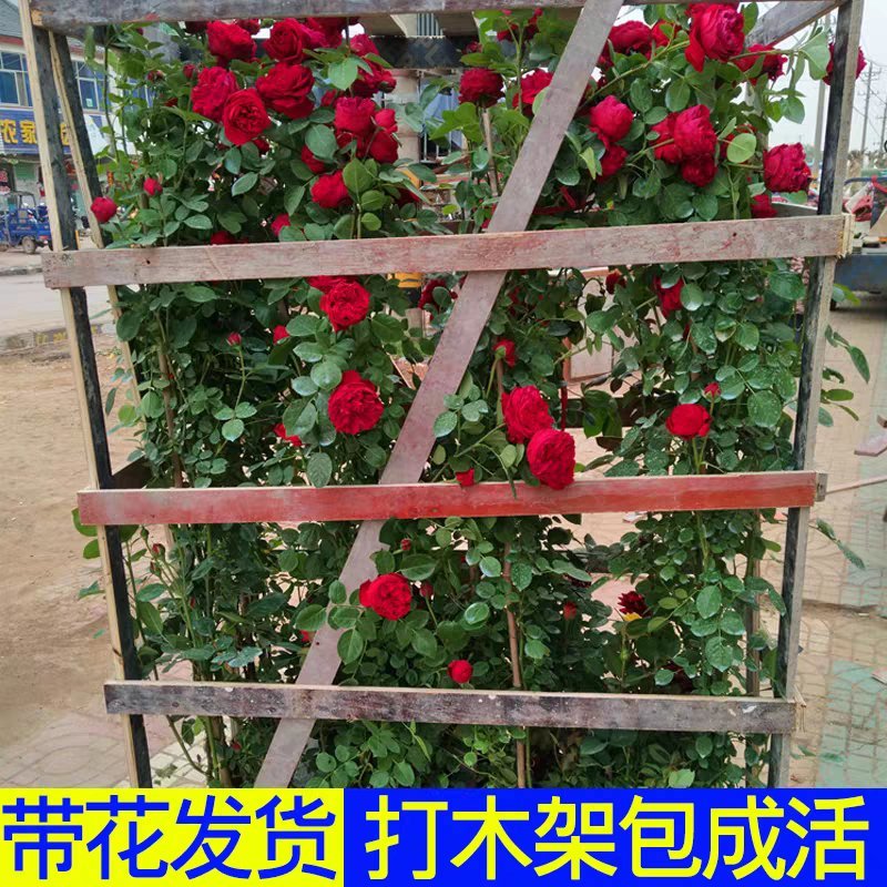 蔷薇爬藤大月季花苗特大花欧月藤本花卉盆栽室外庭院植物四季