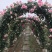蔷薇爬藤大月季花苗特大花欧月藤本花卉盆栽室外庭院植物四季