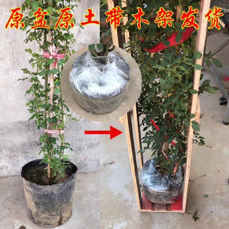 蔷薇爬藤大月季花苗特大花欧月藤本花卉盆栽室外庭院植物四季