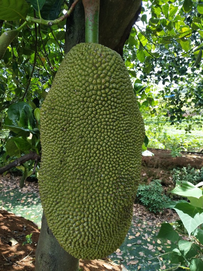 菠萝蜜马一泰八香甜可口产地直供价格便宜保质保量