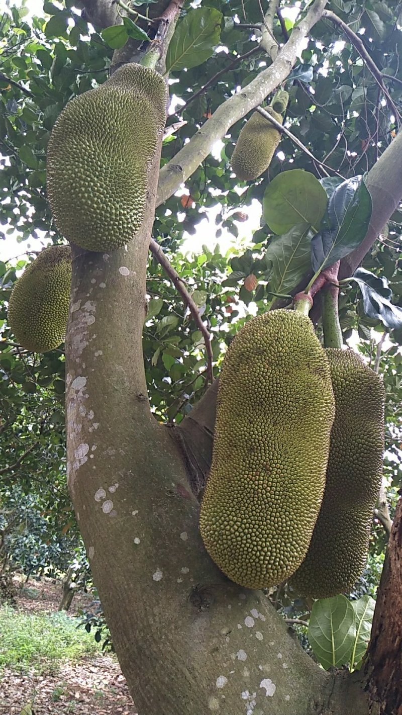 菠萝蜜马一泰八香甜可口产地直供价格便宜保质保量