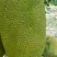 菠萝蜜马一泰八香甜可口产地直供价格便宜保质保量