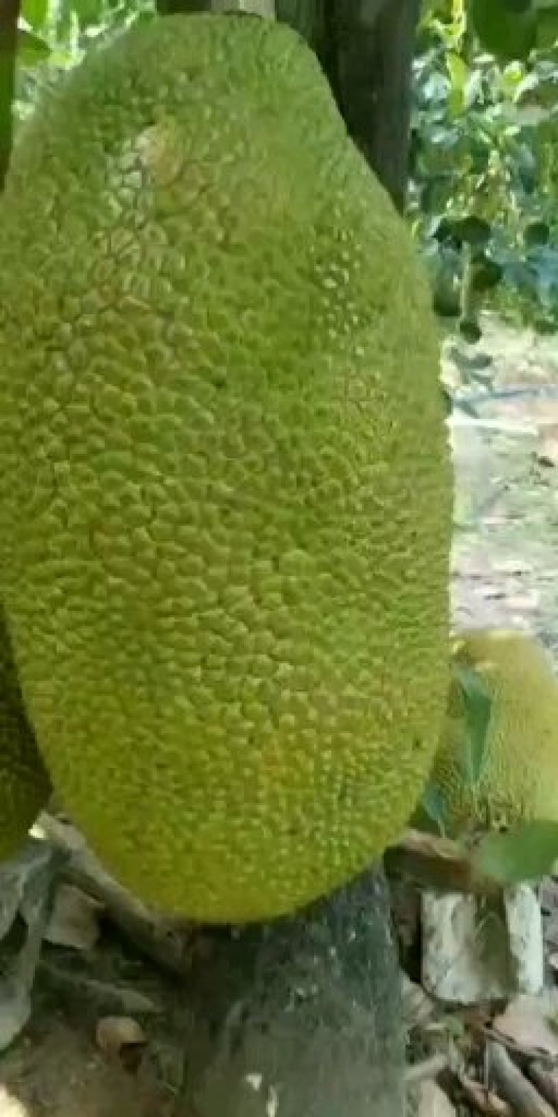 菠萝蜜马一泰八香甜可口产地直供价格便宜保质保量