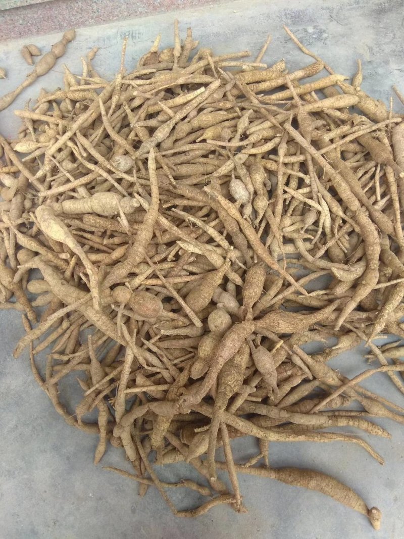 广东省肇庆市纯小叶野生牛大力