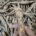 广东省肇庆市纯小叶野生牛大力