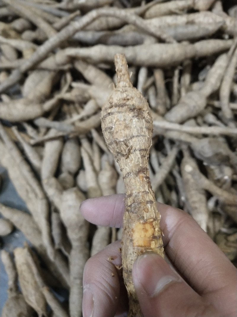广东省肇庆市纯小叶野生牛大力