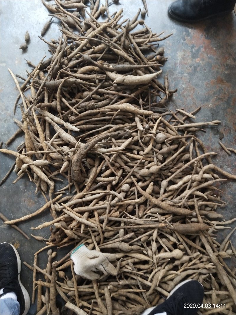 广东省肇庆市纯小叶野生牛大力