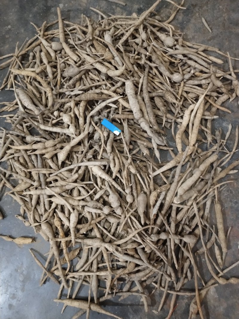 广东省肇庆市纯小叶野生牛大力