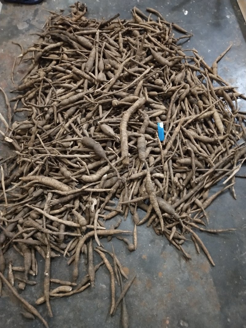 广东省肇庆市纯小叶野生牛大力