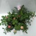 经典藤本月季苗庭院爬藤植物蔷薇花苗粉色龙沙宝石扦插苗