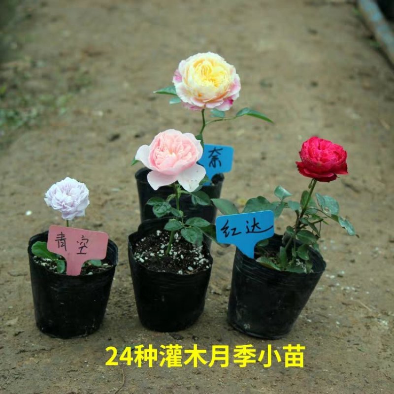经典藤本月季苗庭院爬藤植物蔷薇花苗粉色龙沙宝石扦插苗
