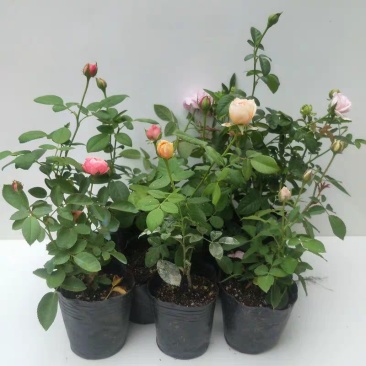 经典藤本月季苗庭院爬藤植物蔷薇花苗粉色龙沙宝石扦插苗