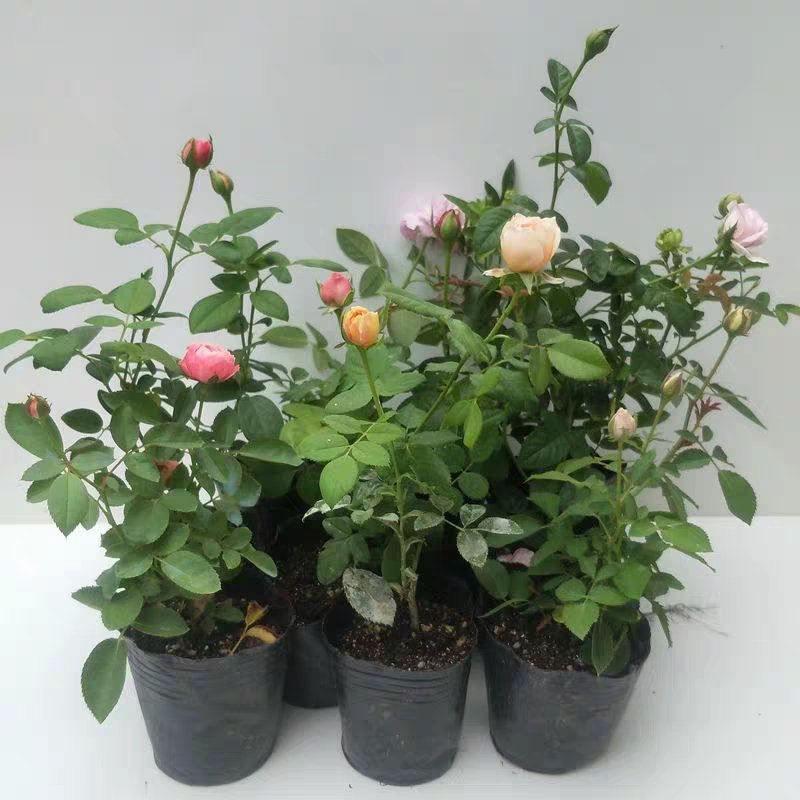 经典藤本月季苗庭院爬藤植物蔷薇花苗粉色龙沙宝石扦插苗