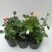 经典藤本月季苗庭院爬藤植物蔷薇花苗粉色龙沙宝石扦插苗