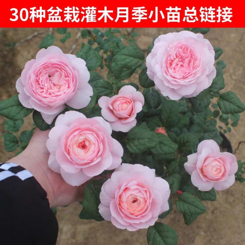 经典藤本月季苗庭院爬藤植物蔷薇花苗粉色龙沙宝石扦插苗