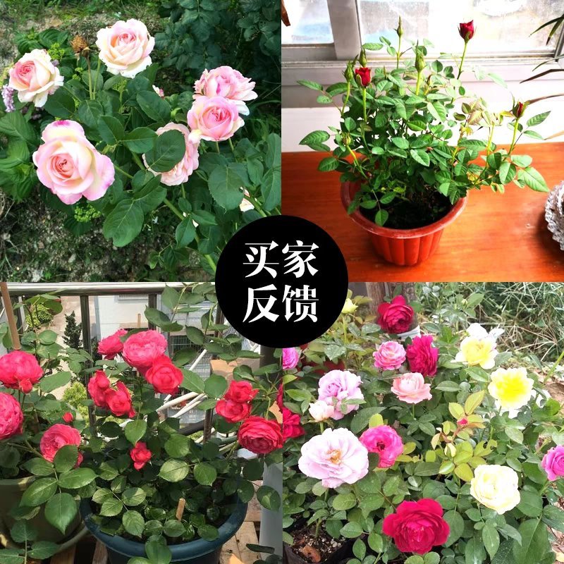 经典藤本月季苗庭院爬藤植物蔷薇花苗粉色龙沙宝石扦插苗