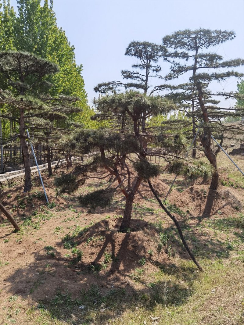 基地出售造型黑松造型油松泰山迎客松平顶松