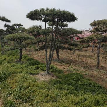 基地出售造型黑松造型油松泰山迎客松平顶松